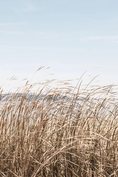 Dry Sedge Grass Flutters Wind Next Lake River Golden Sedge — Stock Photo, Image