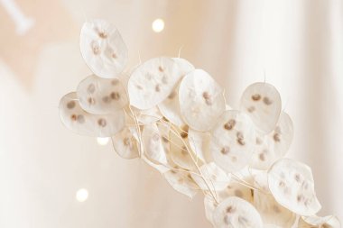 Pastel bej arka planda kurutulmuş ay ışığı. Ay 'ın tohumları görünen kuru tohumları. Boho tarzında iç dekorasyon. Lunaria Annua, ay otu. Seçici odak