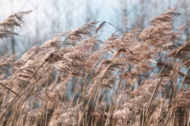 Göldeki otlar, kamış tabakası, kamış tohumları. Göldeki altın sazlıklar rüzgarda sallanıyor mavi gökyüzüne karşı. Soyut doğal arkaplan. Tarafsız renklerle güzel bir desen. Seçici odak