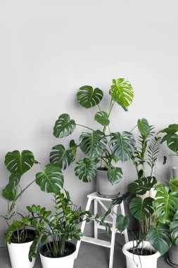 Odasında çeşitli tencereler olan bir sürü modern yeşil bitki. Modern ev bahçesi kompozisyonu. Şık ve minimalist şehir içi ormanı. Bir sürü bitkisi olan botanik evi dekorasyonu..