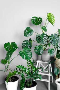 Odasında çeşitli tencereler olan bir sürü modern yeşil bitki. Modern ev bahçesi kompozisyonu. Şık ve minimalist şehir içi ormanı. Bir sürü bitkisi olan botanik evi dekorasyonu..