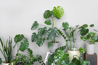 Odasında çeşitli tencereler olan bir sürü modern yeşil bitki. Modern ev bahçesi kompozisyonu. Şık ve minimalist şehir içi ormanı. Bir sürü bitkisi olan botanik evi dekorasyonu..