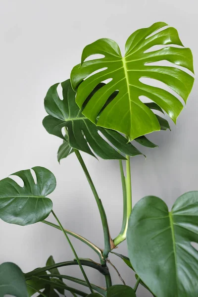 Monstera deliciosa or Swiss cheese plant in a gray concrete flower pot stands on a table on a gray background.Hipster scandinavian style room interior