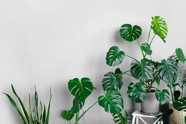 Muitas Plantas Verdes Modernas Com Vários Potes Quarto Composição Moderna — Fotografia de Stock