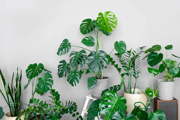 Muchas Plantas Verdes Modernas Con Varias Macetas Habitación Composición Moderna — Foto de Stock