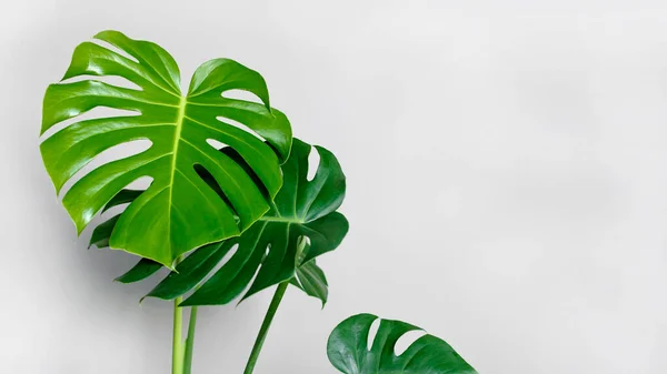 Monstera Deliciosa Planta Queso Suizo Una Maceta Hormigón Gris Encuentra — Foto de Stock