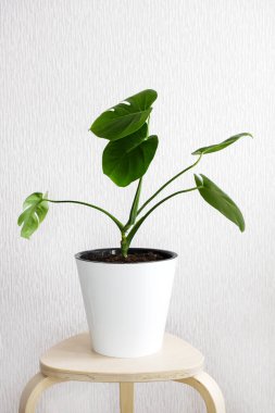 Tropikal orman canavarı ya da beyaz çiçek saksısında İsviçre peyniri, arka planda ahşap bir taburede duruyor. Monstera bitkisi olan modern ev bitkileri, en az yaratıcı ev dekorasyonu konsepti, bahçe odası..