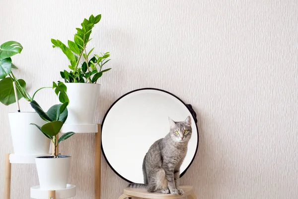 Dřevěné Stoličce Sedí Šedá Kočka Světlý Útulný Moderní Design Interiéru — Stock fotografie