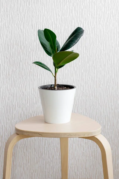 Árvore Elástica Borracha Planta Ficus Suporte Branco Potenciômetro Flor Tamborete — Fotografia de Stock