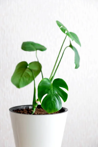 Tropische Jungle Monstera Zwitserse Kaas Plant Witte Bloempot Staan Houten — Stockfoto