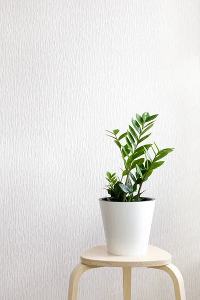 Zamioculcas Zamifolia Tanaman Dalam Pot Bunga Putih Berdiri Bangku Kayu — Stok Foto