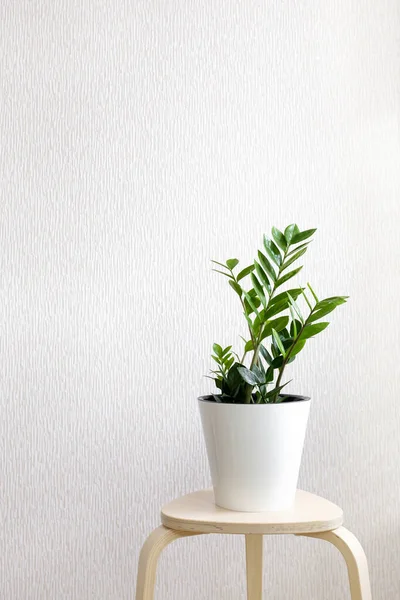 Zamioculcas Planta Zamiifolia Maceta Blanca Sobre Taburete Madera Sobre Fondo — Foto de Stock