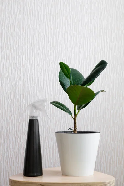 Ficus elastic plant rubber tree in white flower pot and black stand on wooden stool on a light background.Modern houseplants with Ficus Elastica plant, minimal creative home decor concept, garden room.