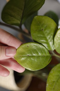 Yaprak Zamioculcas bitkileri büyük ölçekli böcek kalkanı (Diaspididae) tarafından istila edilmiştir. Ev bitkilerindeki parazitler Diaspididae makro böceklerine yakın çekim yapıyorlar. Hastalıklı ev bitkisi. Zavallı Bitki Bakımı.