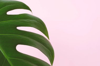 Tropik yapraklar Monstera 'yı pembe arka planda yakın planda bırakır. Düz konsept, minimum konsept. Yazın tropikal arka plan ve metin için bir alan. Alışılmadık sanatsal kozmetik konsepti