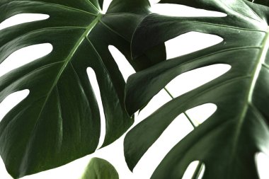 Monstera kompozisyon tasarımı için dekorasyon yapıyor. Tropikal, botanik doğa fikirleri kavramlaştırır. Monstera deliciosa yaprağı ya da tropikal yapraklı İsviçre peyniri bitkisi..