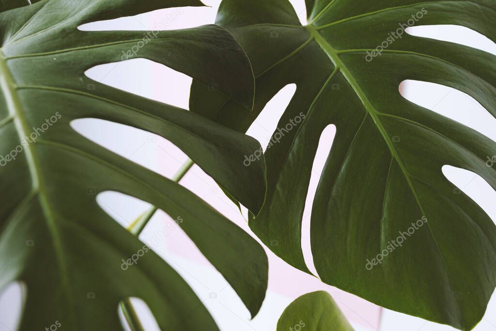 Monstera leaves decorating for composition design. Tropical,botanical nature concepts ideas. Monstera deliciosa leaf or Swiss cheese plant in pot tropical leaves background.