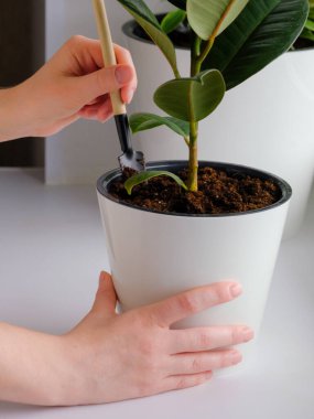 Genç bir kadın, incir ağacını beyaz bir tencereye koyuyor. Ev bahçesi kavramı. Bahar geldi. Bir sürü bitkiyle süslü bir iç mekan. Ev bitkileriyle ilgileniyorum. Şablon.