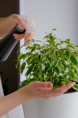 Bir kız bitkiyi ilaçlıyor. Dekoratif ev bitkisi. Modern İskandinav iç mekanında günlük yaşam tarzı serisi