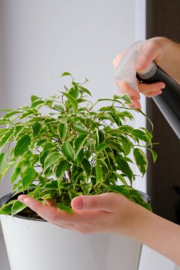 Bir kız bitkiyi ilaçlıyor. Dekoratif ev bitkisi. Modern İskandinav iç mekanında günlük yaşam tarzı serisi