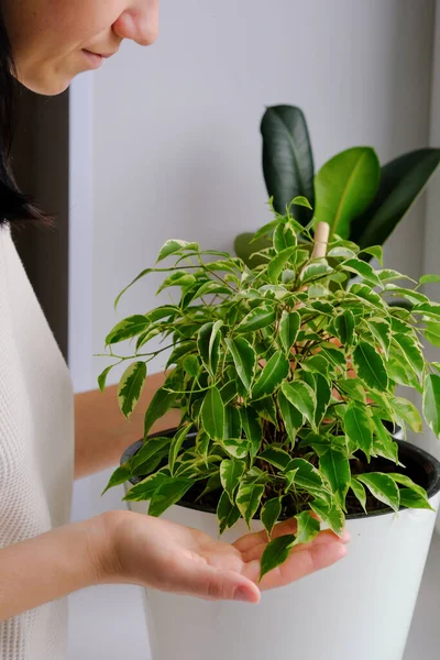 Mujer Joven Afloja Una Planta Ficus Una Olla Blanca Concepto — Foto de Stock