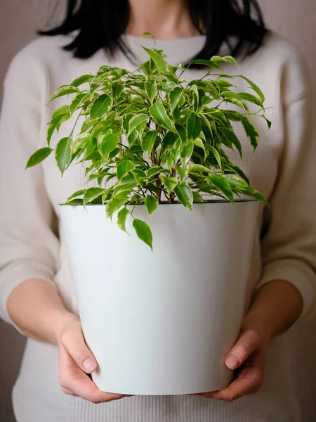 Gadis Itu Memegang Tangannya Pot Putih Dengan Bunga Ficus Pabrik — Stok Foto