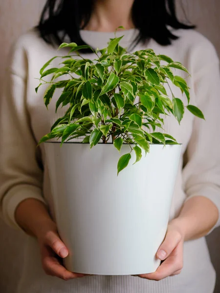Gadis Itu Memegang Tangannya Pot Putih Dengan Bunga Ficus Pabrik — Stok Foto