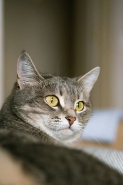 Sarı gözlü çizgili gri bir kedi. Evcil bir kedi yatakta uzanıyor. Evin içindeki kediyi diyorum. Veteriner klinikleri için görüntü, kedilerle ilgili siteler.