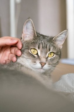 Gri çizgili kedi yatakta uzanıyor. Gri arka planda kadının eli var. Ev sahibi nazikçe kedisini kürkünde okşar. Bir kedi ve bir insan arasındaki ilişki. Dünya Evcil Hayvan Günü