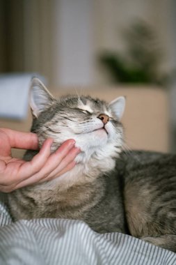 Gri çizgili kedi yatakta uzanıyor. Gri arka planda kadının eli var. Ev sahibi nazikçe kedisini kürkünde okşar. Bir kedi ve bir insan arasındaki ilişki. Dünya Evcil Hayvan Günü