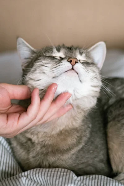 Den Grå Randiga Katten Ligger Sängen Med Kvinnans Hand Grå — Stockfoto