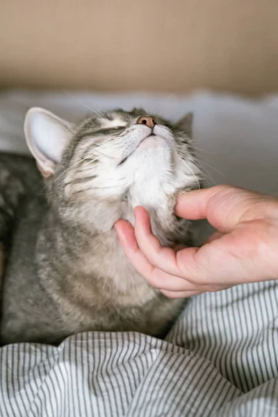 Γκρι Ριγέ Γάτα Βρίσκεται Στο Κρεβάτι Στο Κρεβάτι Χέρι Της — Φωτογραφία Αρχείου