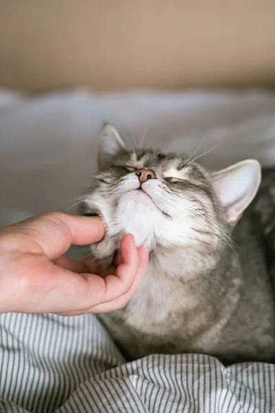 Gato Listrado Cinza Jaz Cama Cama Com Mão Mulher Fundo — Fotografia de Stock