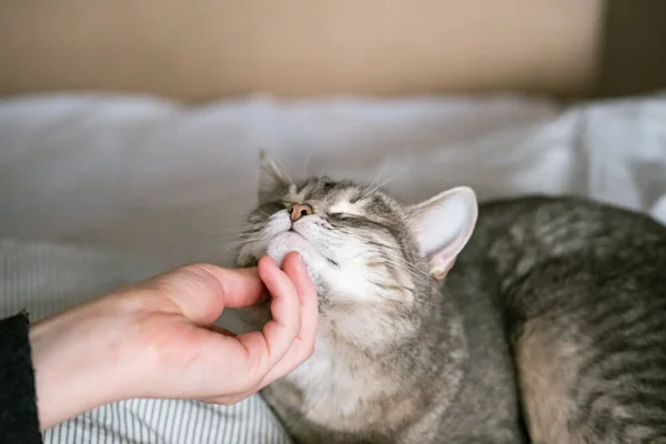 Gato Rayas Grises Yace Cama Con Mano Mujer Sobre Fondo —  Fotos de Stock