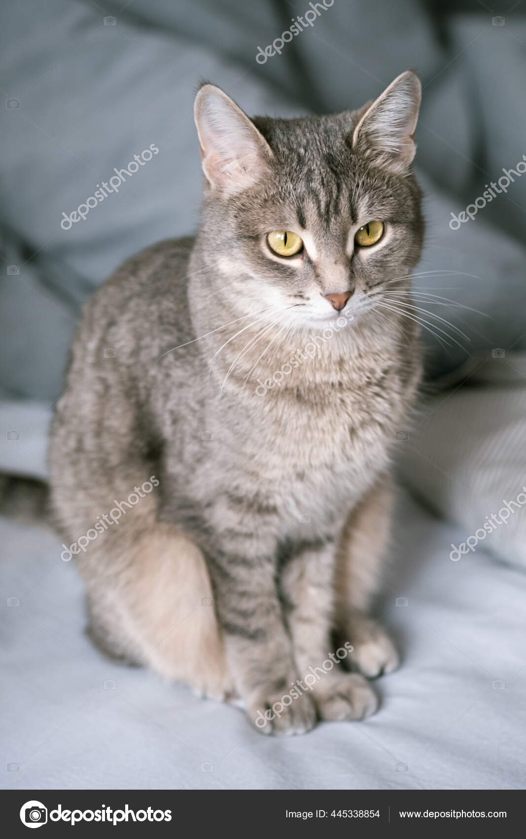 Chat Gris Raye Aux Yeux Jaunes Chat Domestique Est Assis Image Libre De Droit Par Kseniasol C Chat Gris Raye Aux Yeux Jaunes Chat Domestique Est Assis Image Libre De Droit Par Kseniasol C
