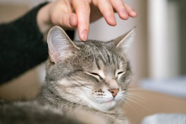 Gri çizgili kedi yatakta uzanıyor. Gri arka planda kadının eli var. Ev sahibi nazikçe kedisini kürkünde okşar. Bir kedi ve bir insan arasındaki ilişki. Dünya Evcil Hayvan Günü