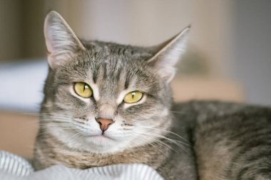 Sarı gözlü çizgili gri bir kedi. Evcil bir kedi yatakta uzanıyor. Evin içindeki kediyi diyorum. Veteriner klinikleri için görüntü, kedilerle ilgili siteler.