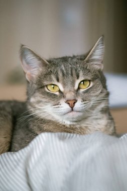 Sarı gözlü çizgili gri bir kedi. Evcil bir kedi yatakta uzanıyor. Evin içindeki kediyi diyorum. Veteriner klinikleri için görüntü, kedilerle ilgili siteler.