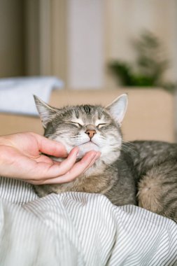 Gri çizgili kedi yatakta uzanıyor. Gri arka planda kadının eli var. Ev sahibi nazikçe kedisini kürkünde okşar. Bir kedi ve bir insan arasındaki ilişki. Dünya Evcil Hayvan Günü