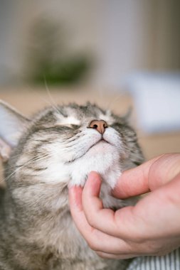 Gri çizgili kedi yatakta uzanıyor. Gri arka planda kadının eli var. Ev sahibi nazikçe kedisini kürkünde okşar. Bir kedi ve bir insan arasındaki ilişki. Dünya Evcil Hayvan Günü