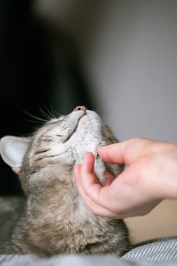 Gri çizgili kedi yatakta uzanıyor. Gri arka planda kadının eli var. Ev sahibi nazikçe kedisini kürkünde okşar. Bir kedi ve bir insan arasındaki ilişki. Dünya Evcil Hayvan Günü