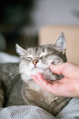 Gri çizgili kedi yatakta uzanıyor. Gri arka planda kadının eli var. Ev sahibi nazikçe kedisini kürkünde okşar. Bir kedi ve bir insan arasındaki ilişki. Dünya Evcil Hayvan Günü
