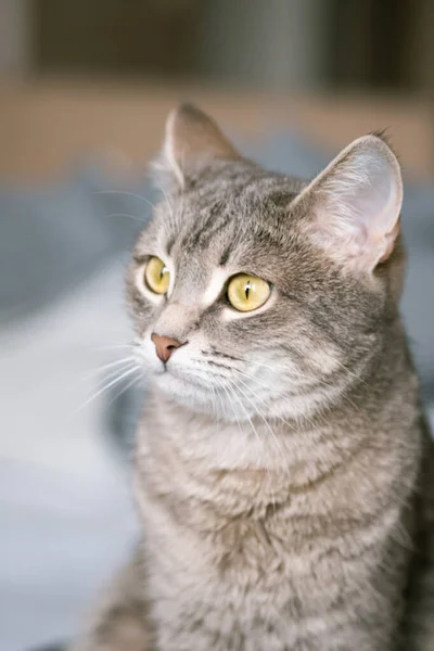 一只带条纹的灰猫 黄眼睛 一只家猫坐在灰色的床上 家里的那只猫 兽医诊所 猫的图片 — 图库照片