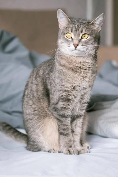 一只带条纹的灰猫 黄眼睛 一只家猫坐在灰色的床上 家里的那只猫 兽医诊所 猫的图片 — 图库照片