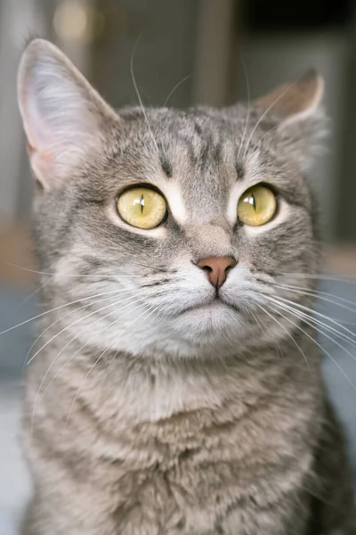 Striped Gray Cat Yellow Eyes Domestic Cat Sits Gray Bed — Stock Photo, Image