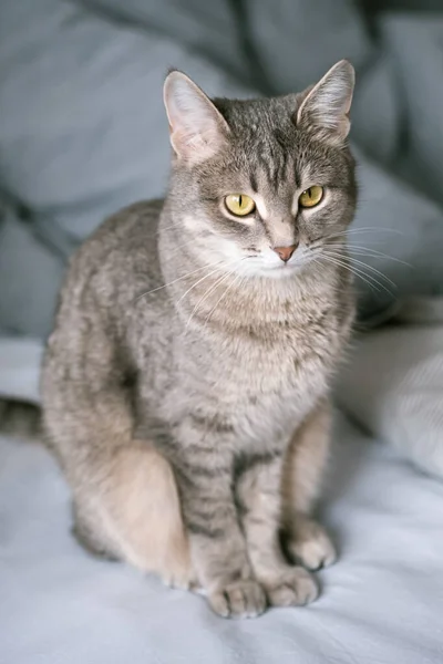 Sarı Gözlü Çizgili Gri Bir Kedi Evcil Bir Kedi Gri — Stok fotoğraf
