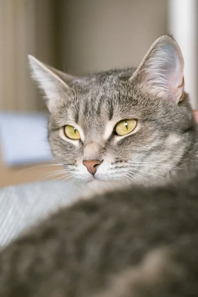 Gato Gris Rayado Con Ojos Amarillos Gato Doméstico Yace Cama — Foto de Stock