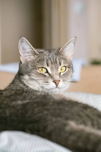 Sarı Gözlü Çizgili Gri Bir Kedi Evcil Bir Kedi Yatakta — Stok fotoğraf