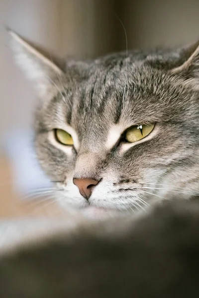 黄色い目の縞模様の灰色の猫 国内の猫がベッドの上に寝そべっている 家の中の猫 獣医診療所の画像 猫に関するサイト — ストック写真