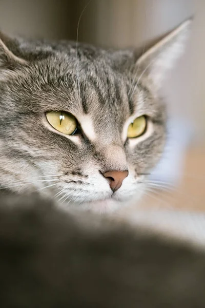 Gato Cinza Listrado Com Olhos Amarelos Gato Doméstico Jaz Cama — Fotografia de Stock